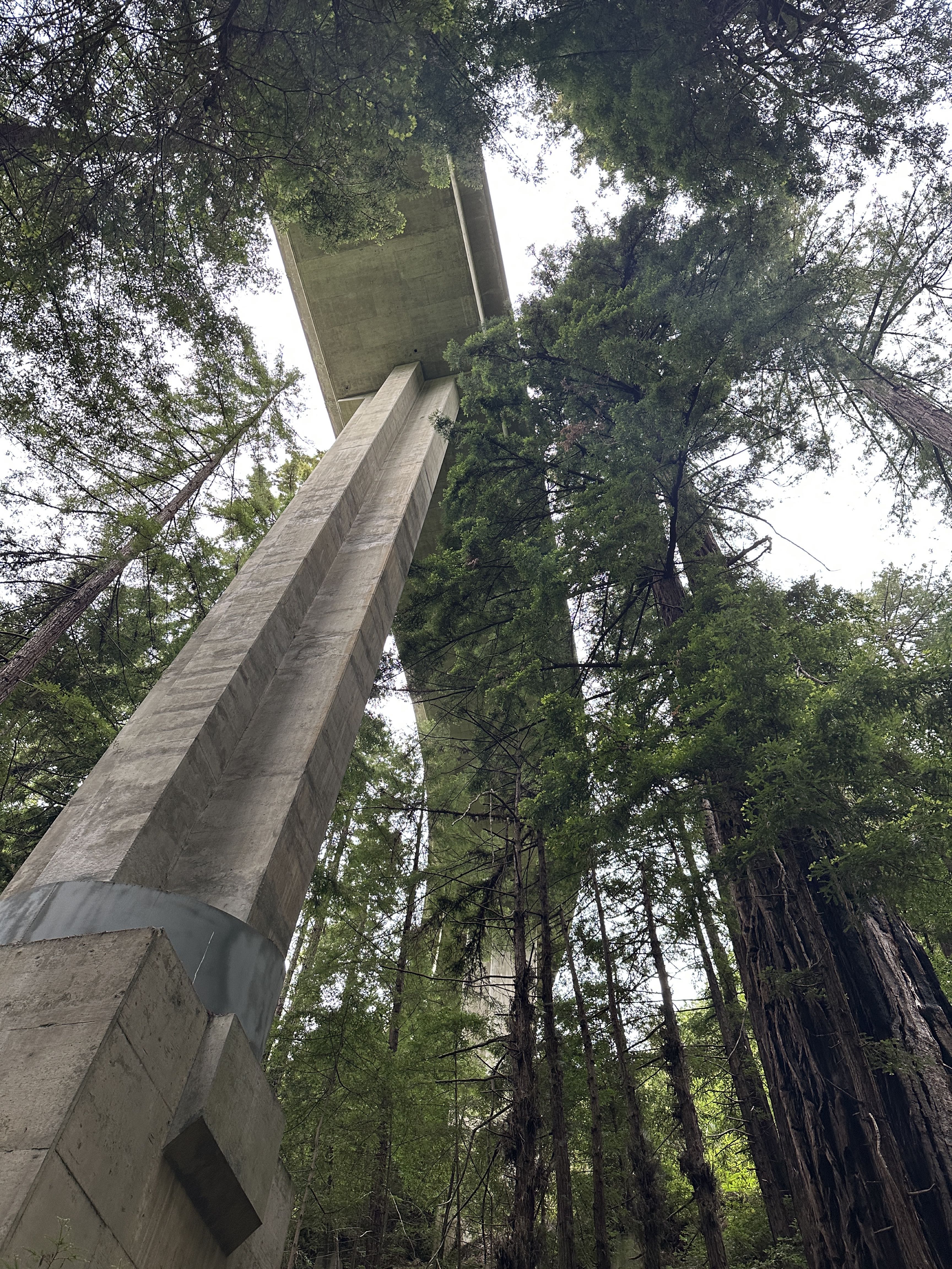 Bridge through the forest